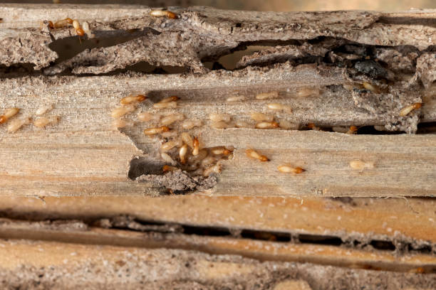 Best Rodent Control Near Me  in Hemby Bridge, NC
